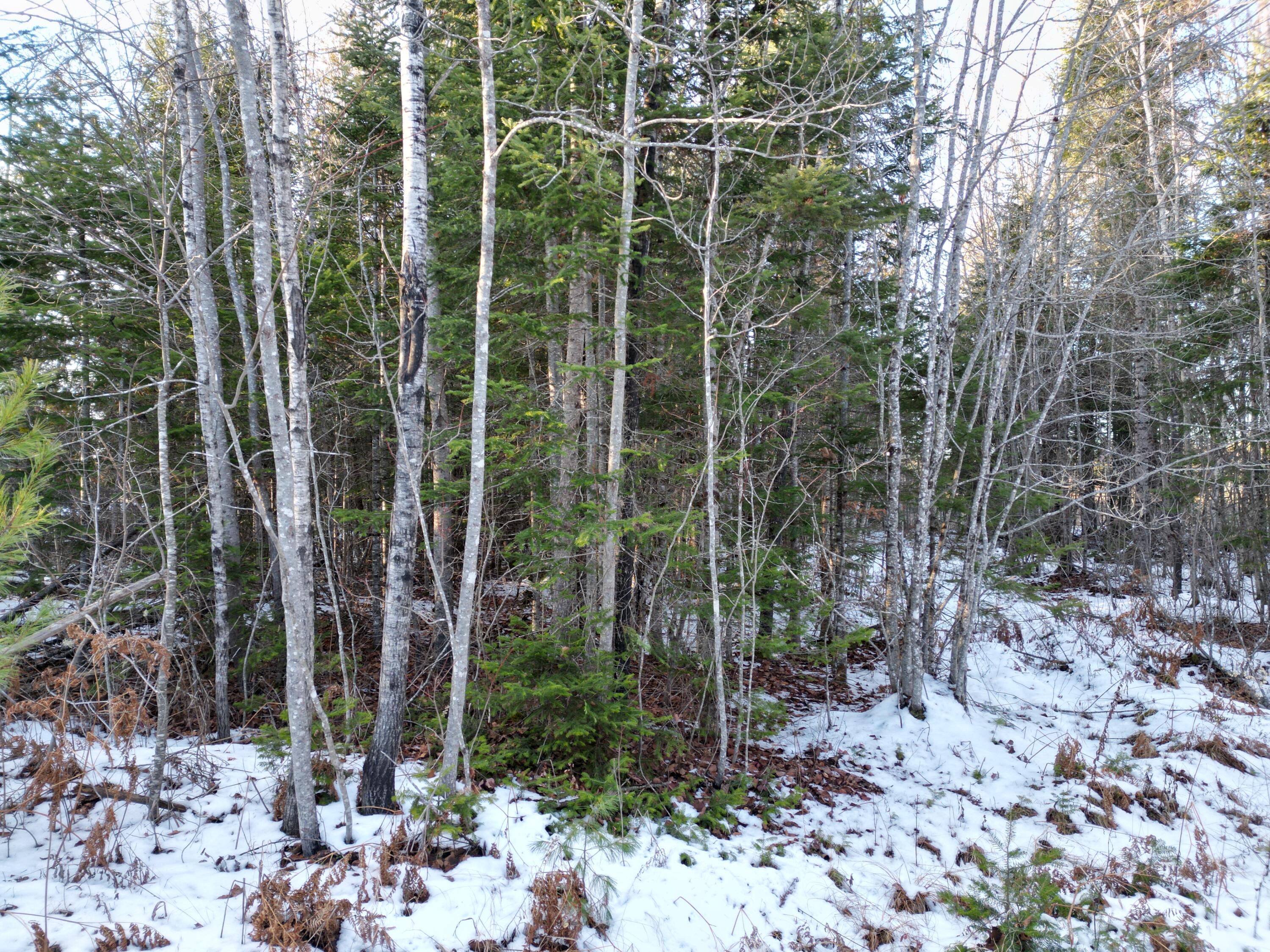 Lot 4-1 Butterfield Ridge Road Lincoln, ME 04457 - Photo 11 of 15 DJI_0017