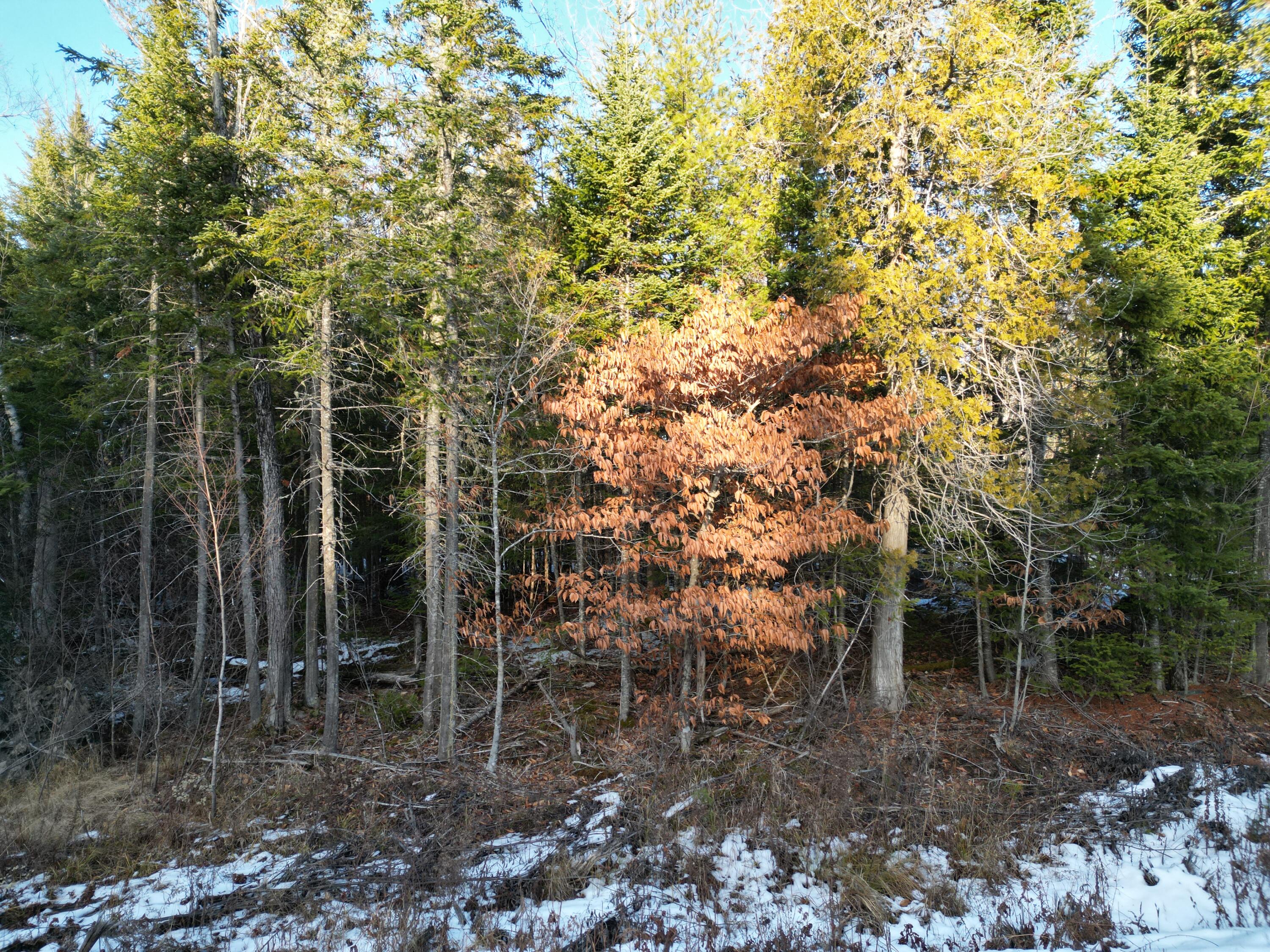 Lot 4-1 Butterfield Ridge Road Lincoln, ME 04457 - Photo 9 of 15 DJI_0015