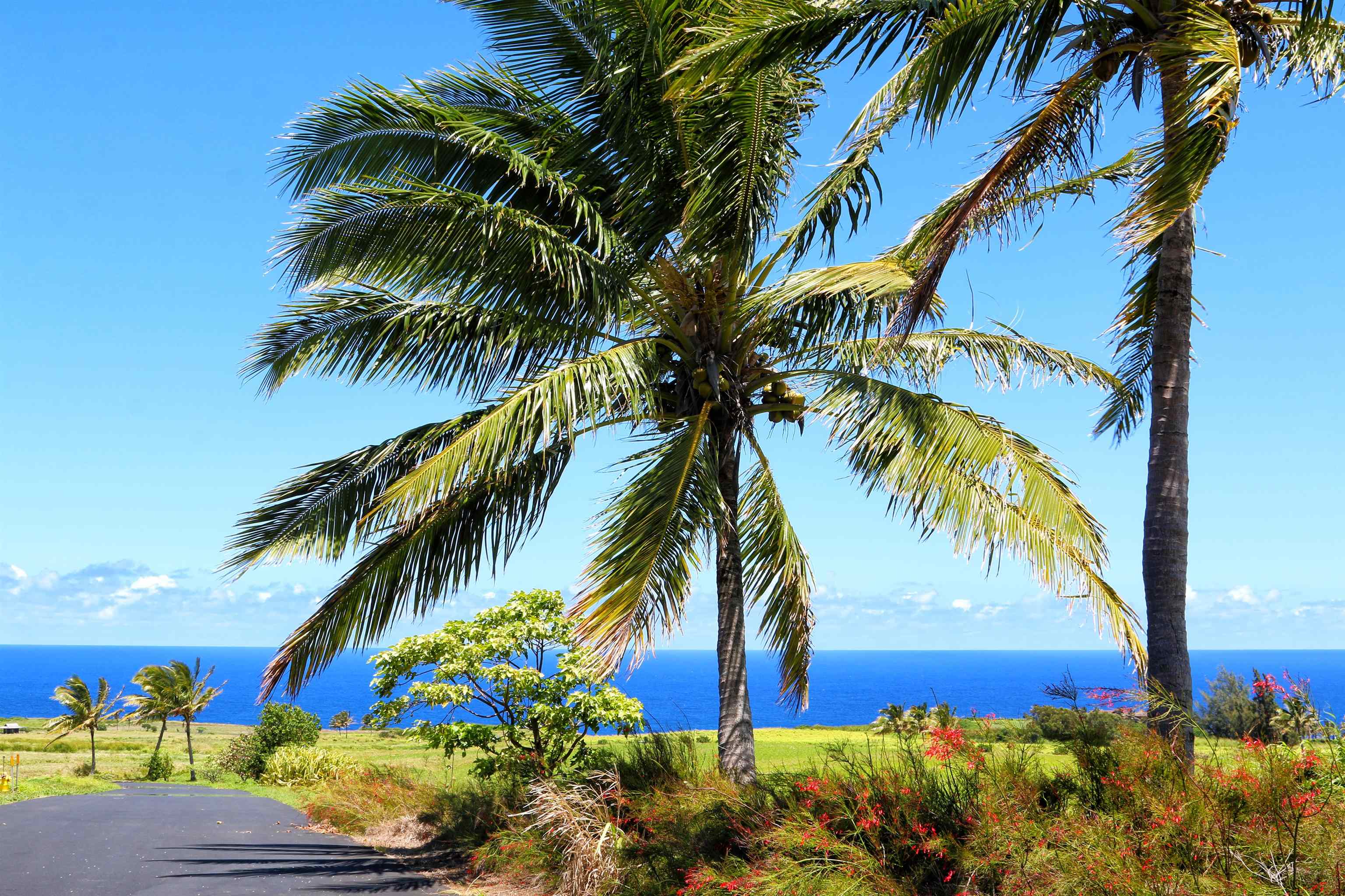 400 Kai Huki Street, Unit LOT 16 Haiku, HI 96708 - Photo 17 of 17 a picture of palm tree