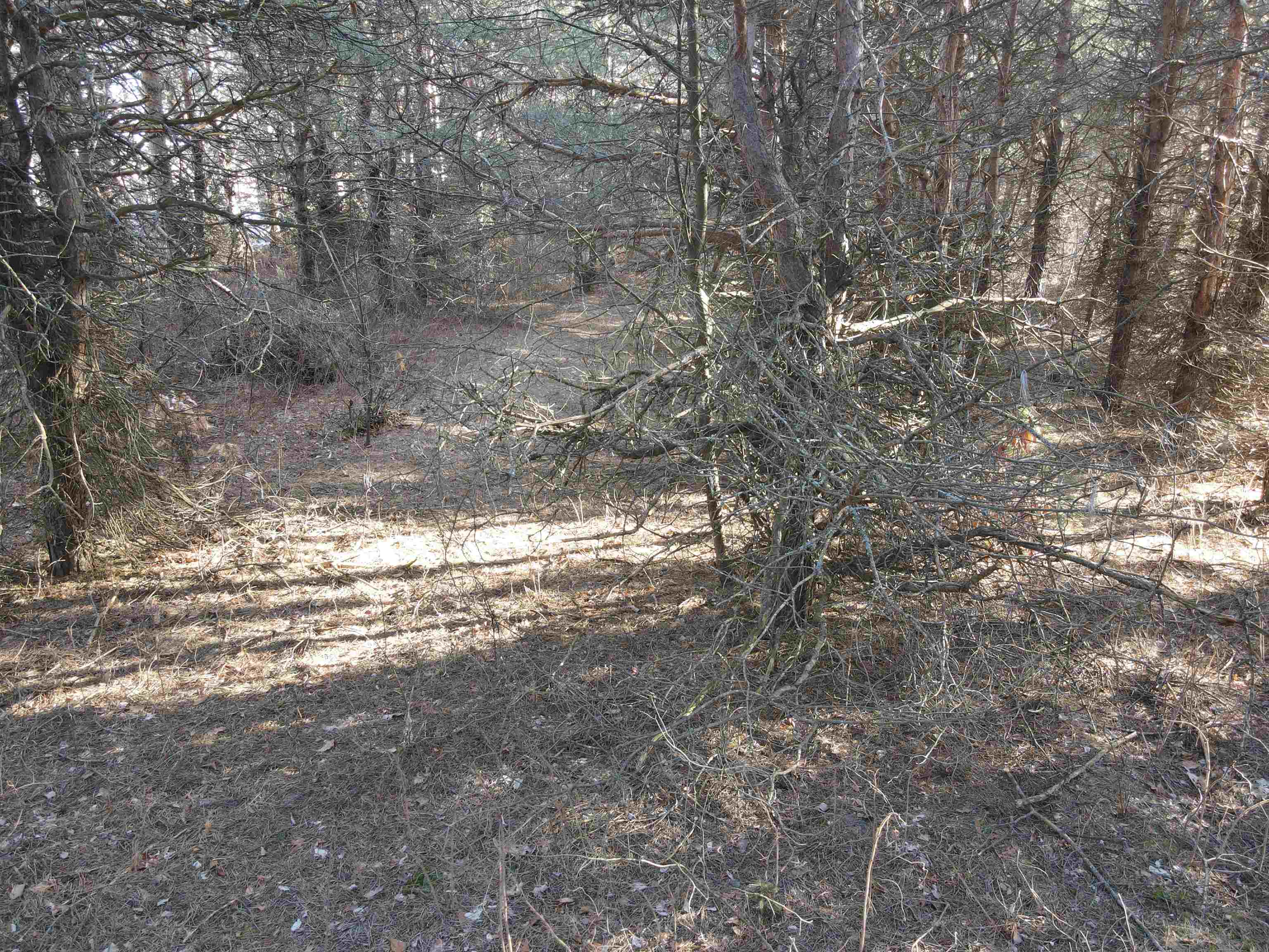 0 Southeast Saunders Road Kalkaska, MI 49646 - Photo 7 of 9