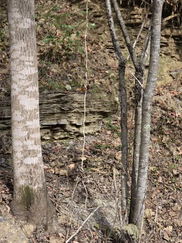 $249,900 | 9436 Highway 100, Nashville, TN 37221