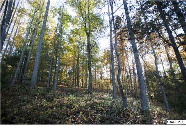 4 Wingfield Road Charlottesville, VA 22901 - Photo 4 of 17 a view of a forest that has large trees
