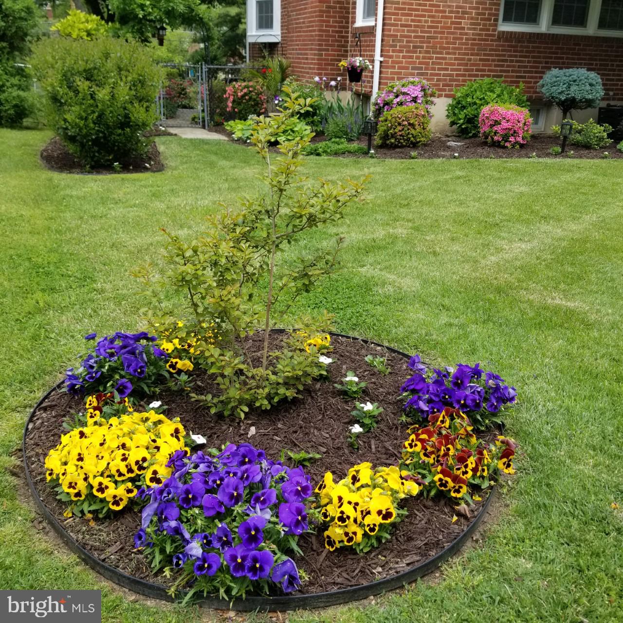 1658 Myamby Road Baltimore, MD 21286 - Photo 9 of 55 Front Garden with a new Crepe Myrtle