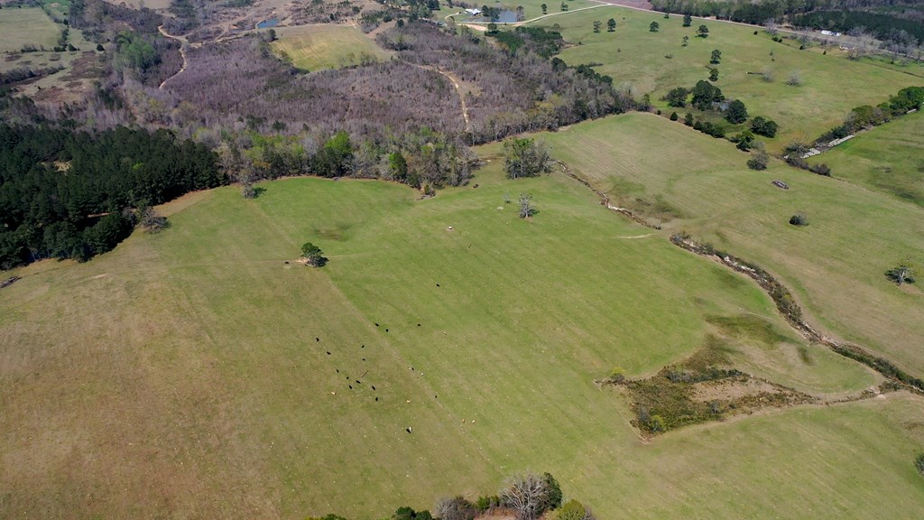 369 Bud Gary Road Clayton, AL 36016 - Photo 37 of 42