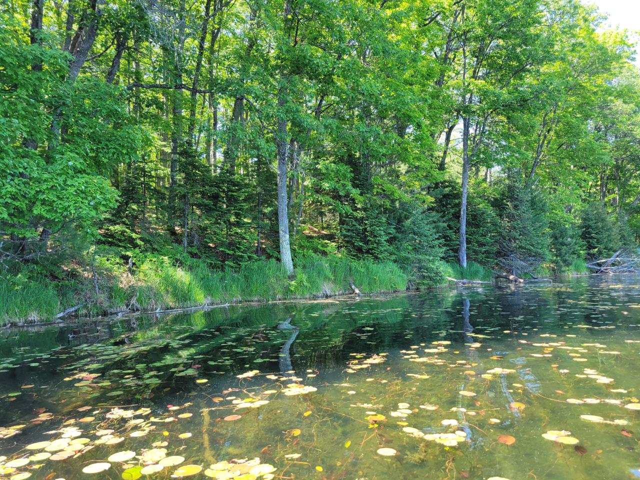On Anderson Lake Road, Unit 1 AC Land O'Lakes, WI 54540 - Photo 3 of 12 Gallery Image 3