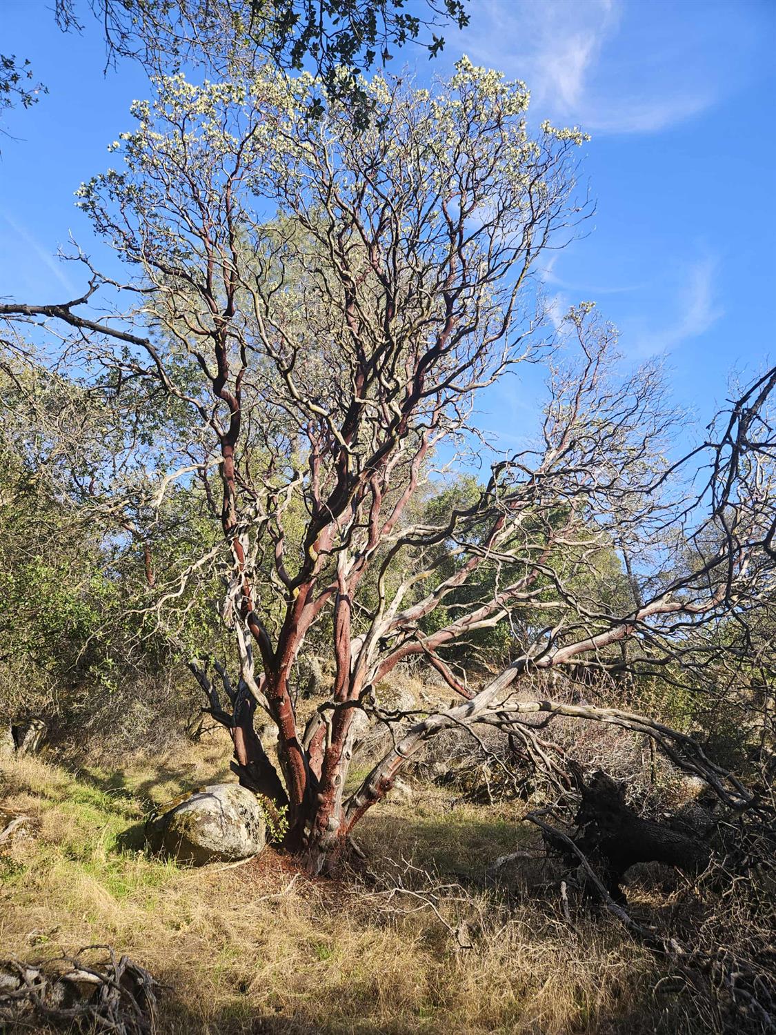 58111 Lark Lane North Fork, CA 93643 - Photo 24 of 28 a view of tree