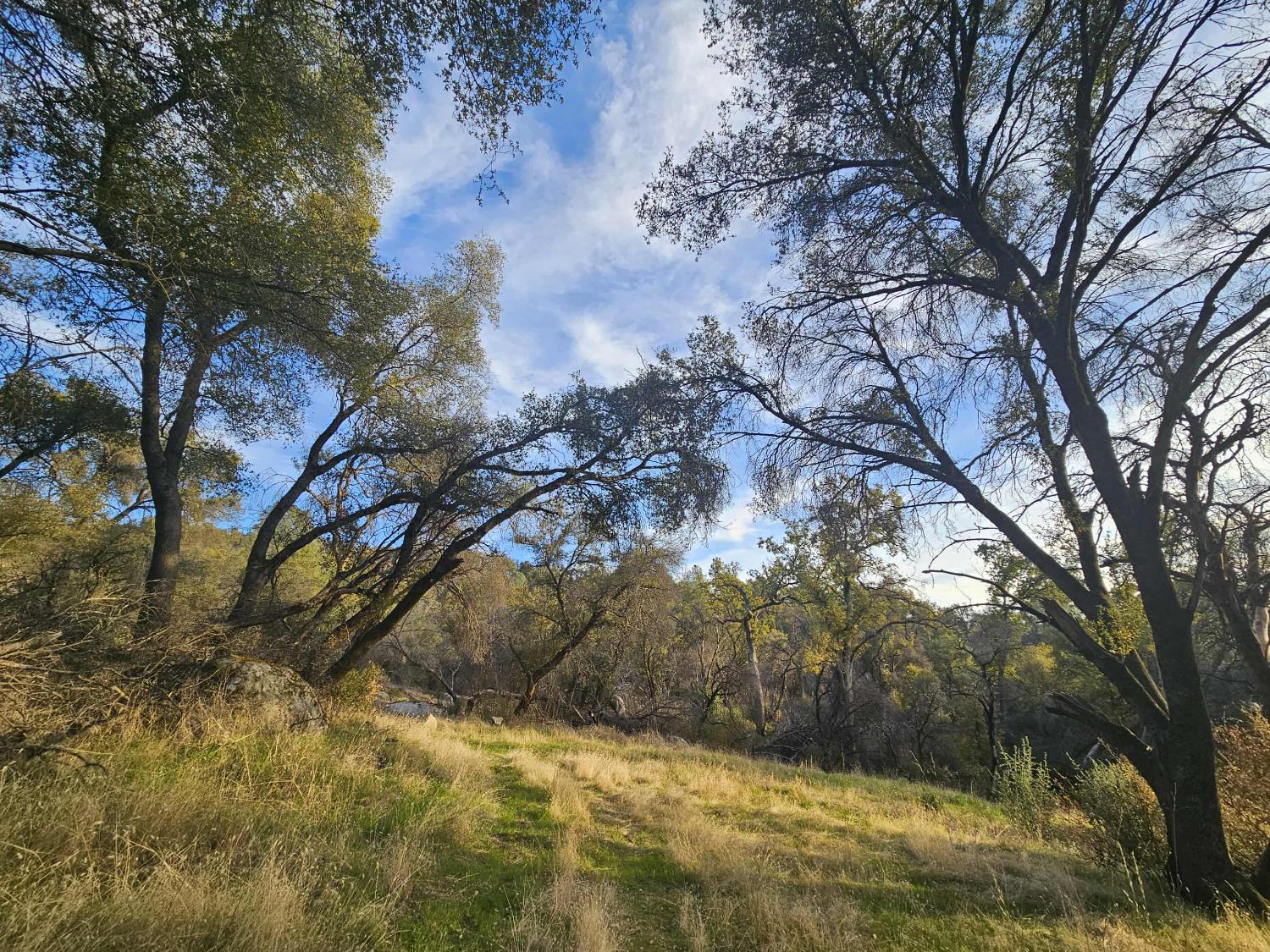 58111 Lark Lane North Fork, CA 93643 - Photo 4 of 28 a view of a yard