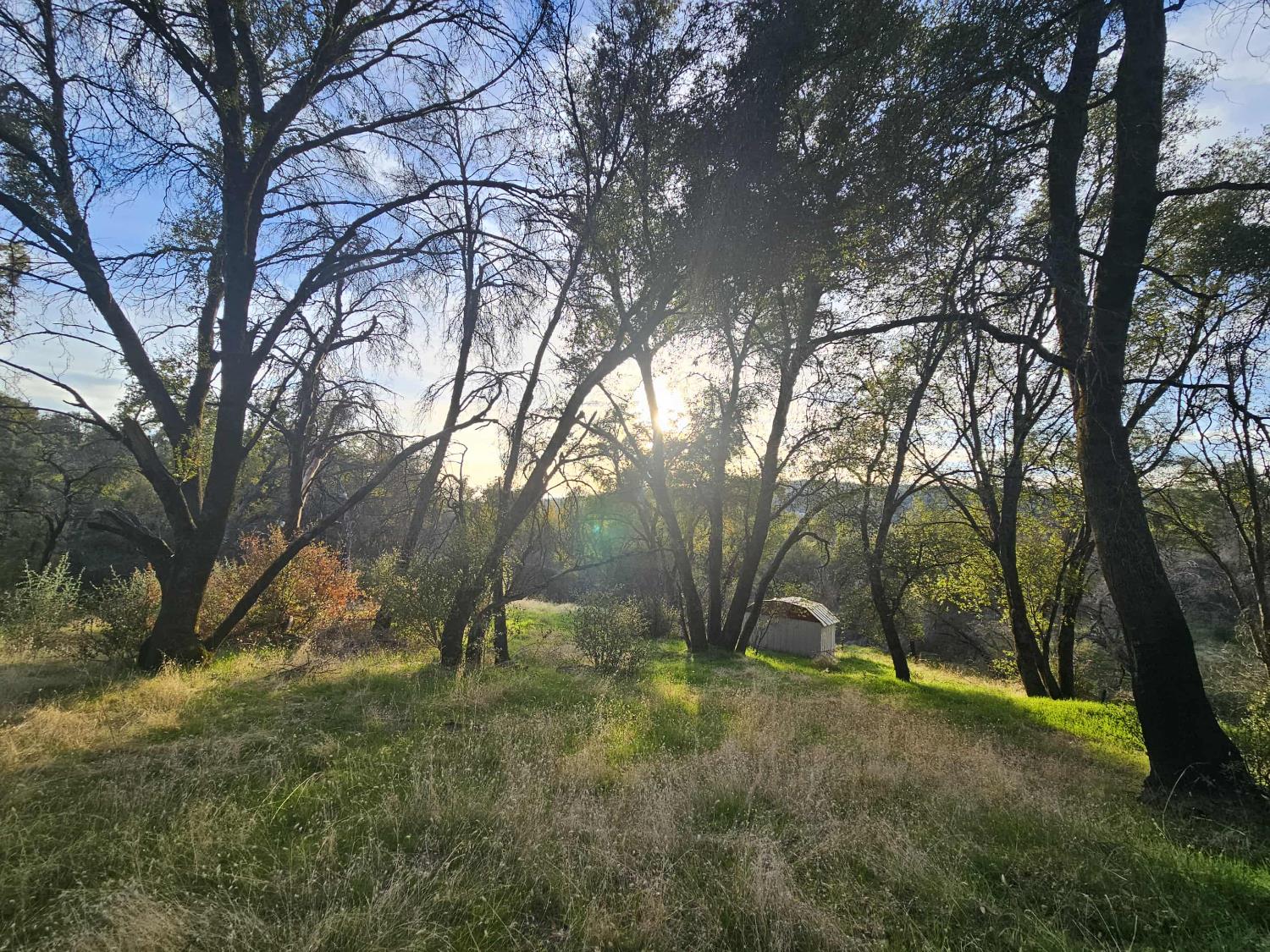 58111 Lark Lane North Fork, CA 93643 - Photo 5 of 28 a view of backyard and tree