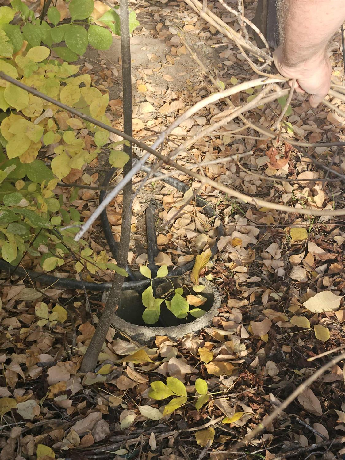 58111 Lark Lane North Fork, CA 93643 - Photo 8 of 28 a view of a plant in a garden