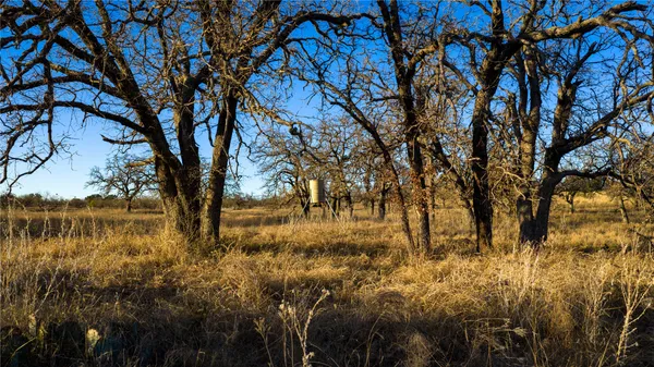 a view of yard with trees