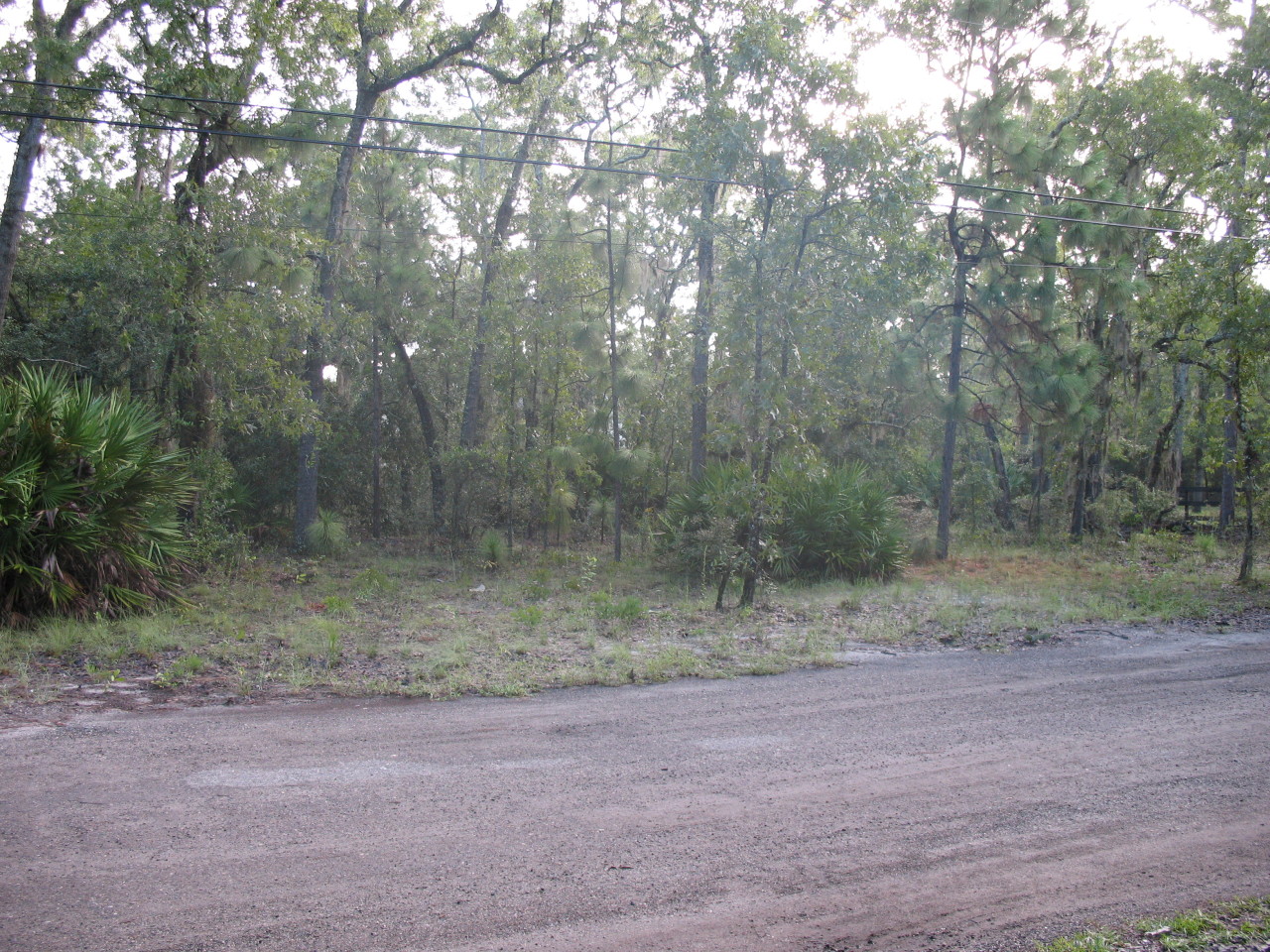 1383 Wedgewood Road St. Johns, FL 32259 - Photo 3 of 5 a view of a yard with a tree