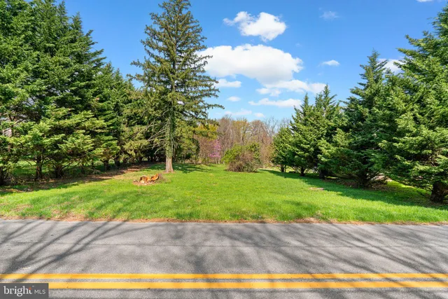 a view of a yard with plants and large trees