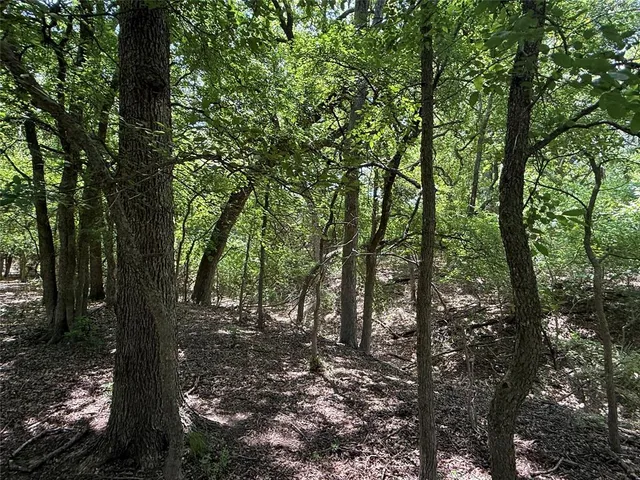 a view of a forest with trees