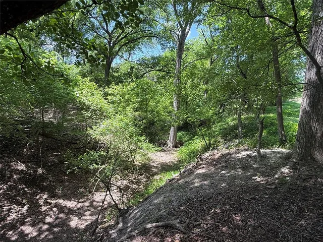 a view of a forest with lots of trees