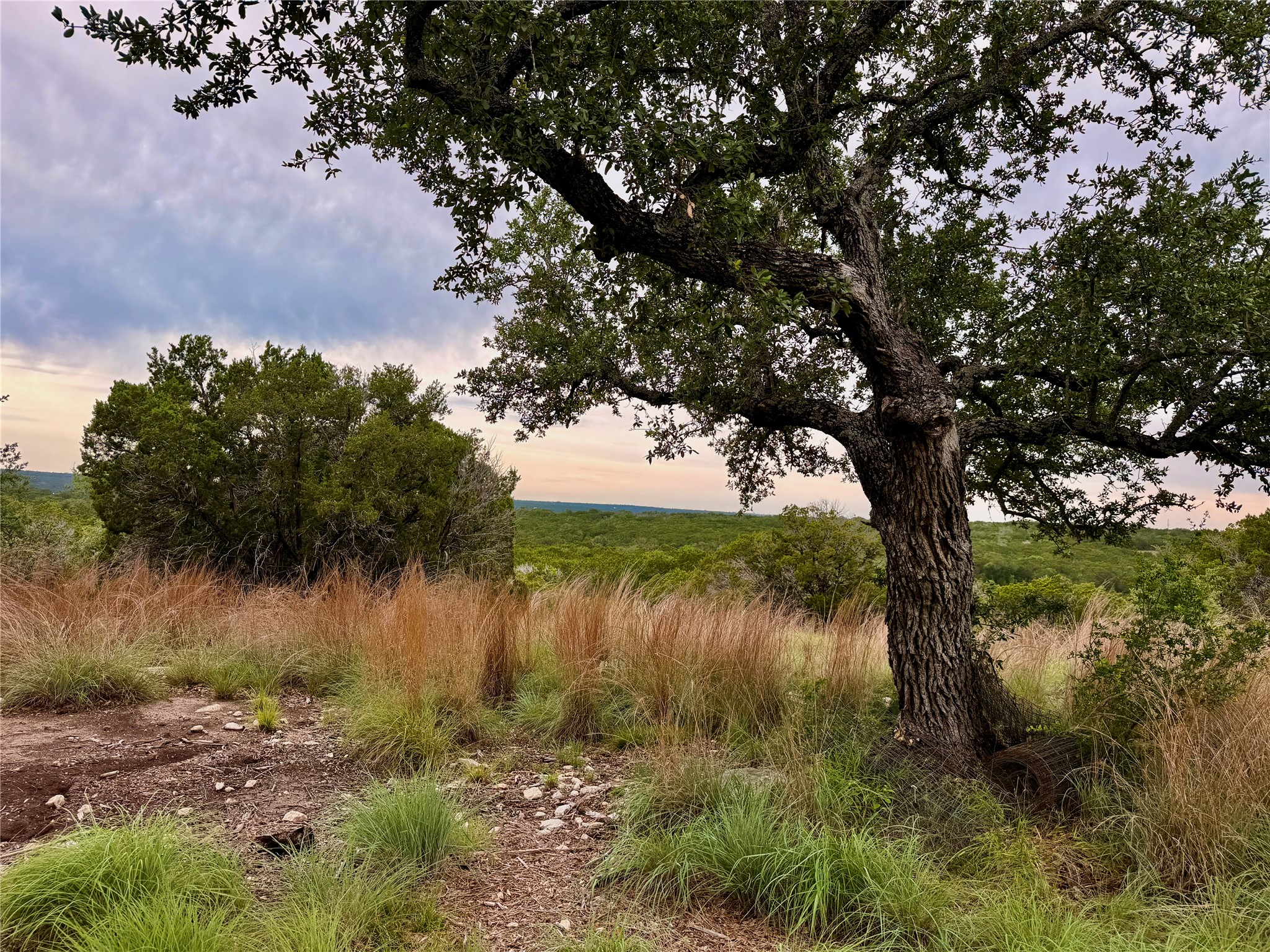 2017 County Road 222 Kempner, TX 76539 - Photo 5 of 16 Mature tree featuring a textured trunk and full canopy, with varied natural grasses and distant verdant foliage