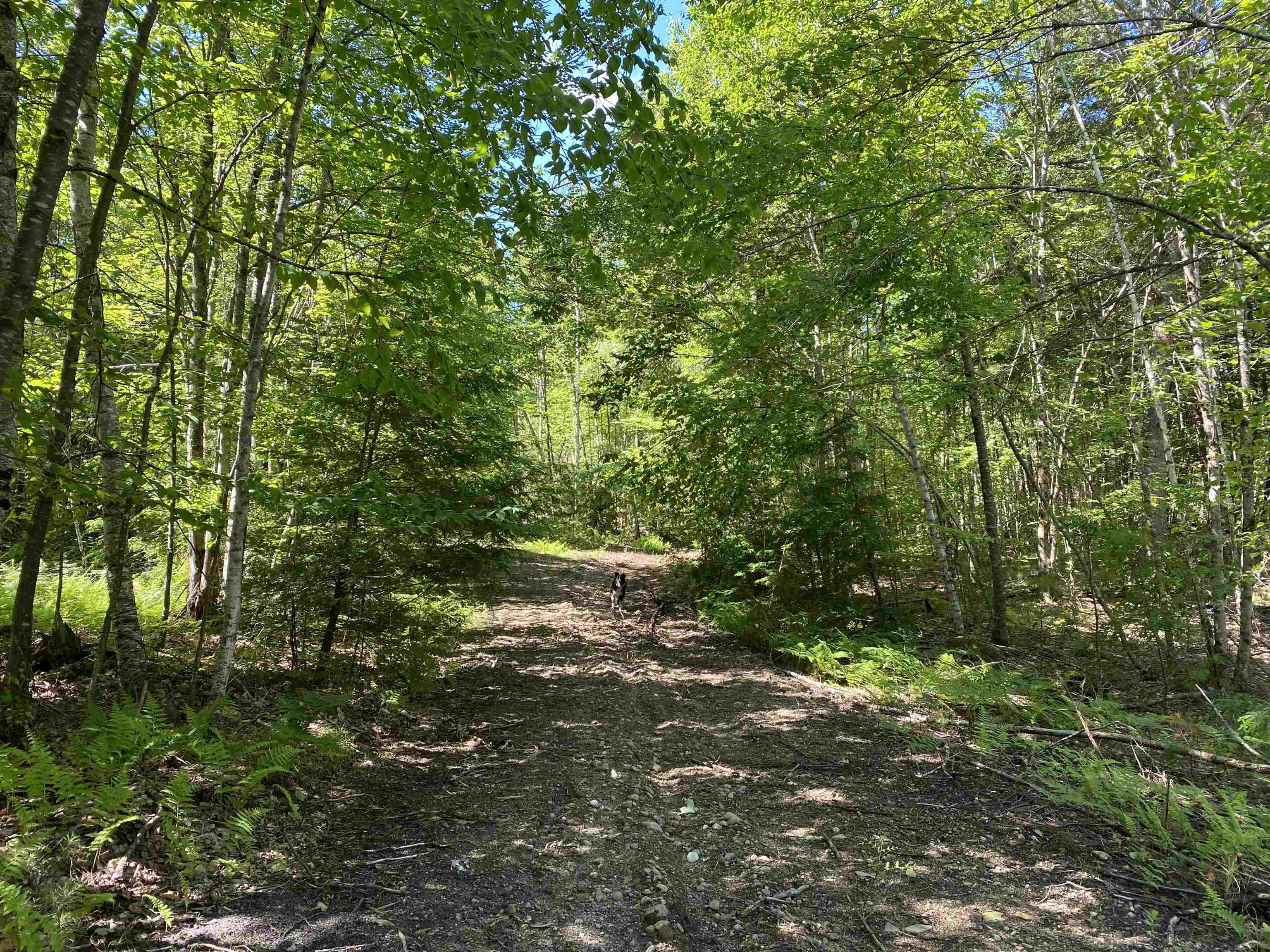 Lot 16-4 Catamount Road Pittsfield, NH 03263 - Photo 4 of 25