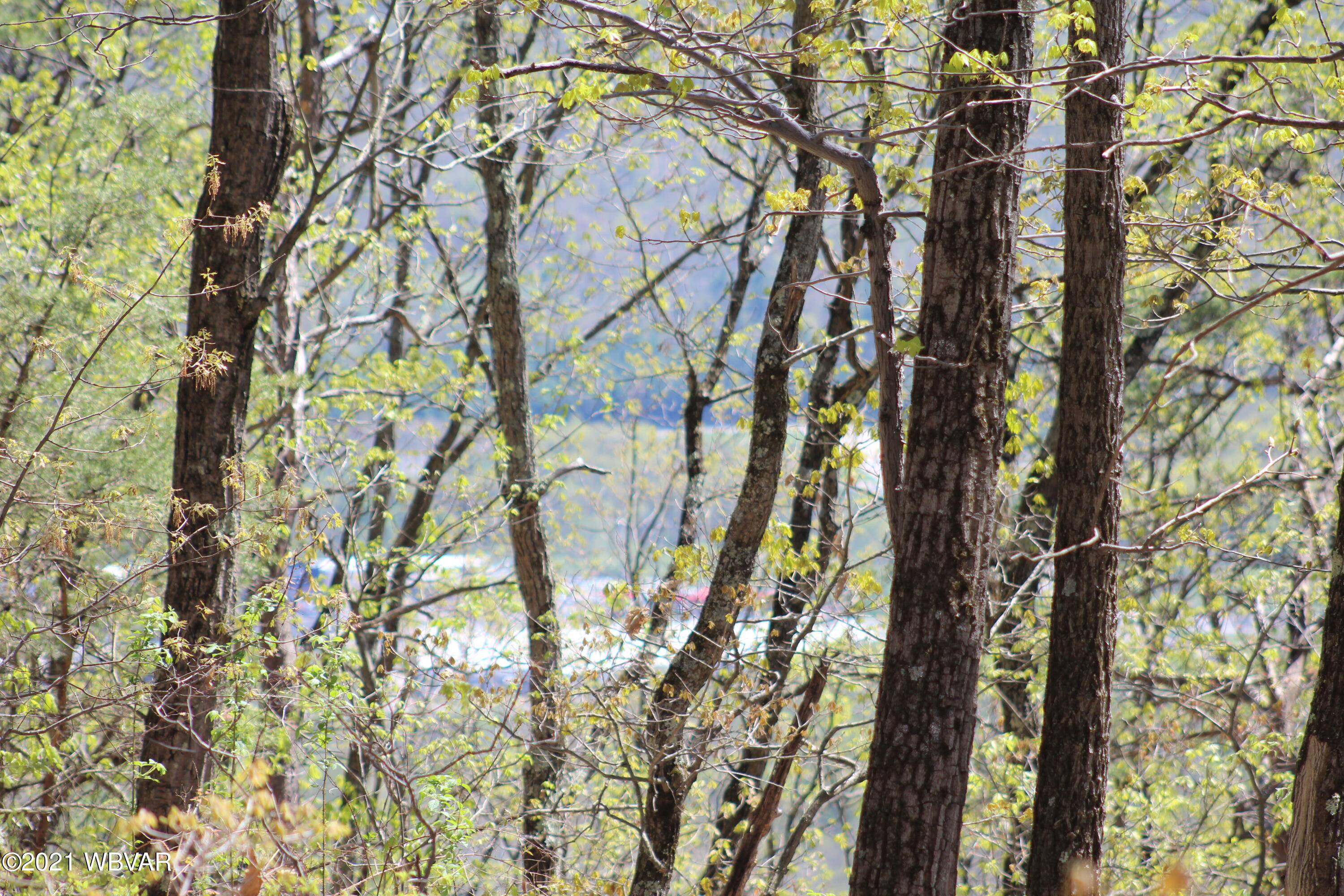 0 Lusk Run Road Mill Hall, PA 17751 - Photo 8 of 19 Gallery Image 8