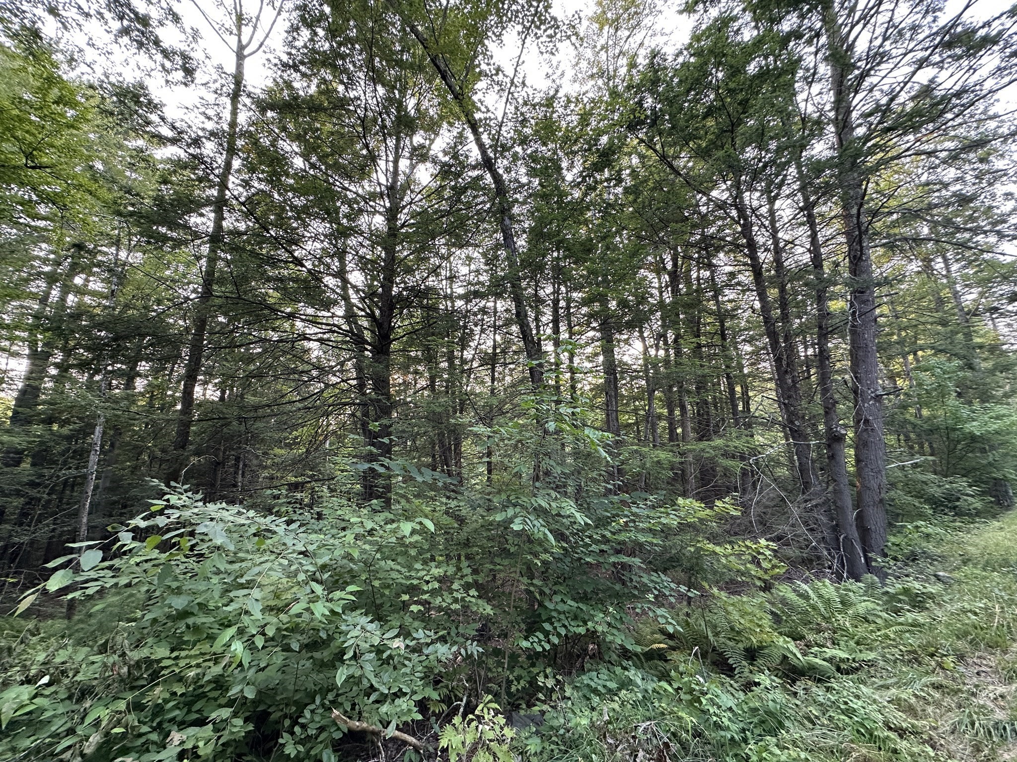 0 Shaw Road Cummington, MA 01026 - Photo 5 of 9 Gallery Image 5