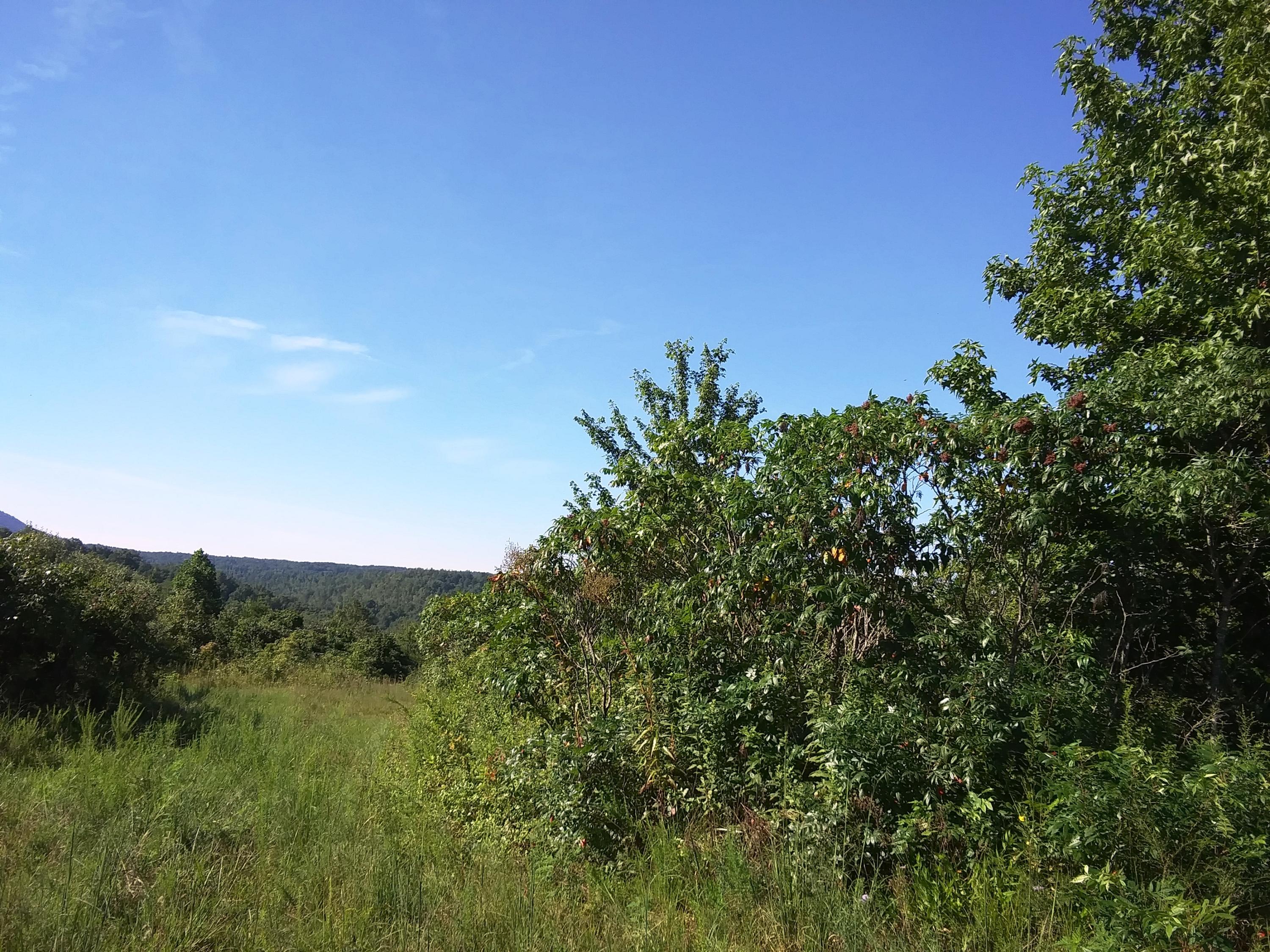 Coalhill Road Sunbright, TN 37872 - Photo 2 of 4 20200817_101410