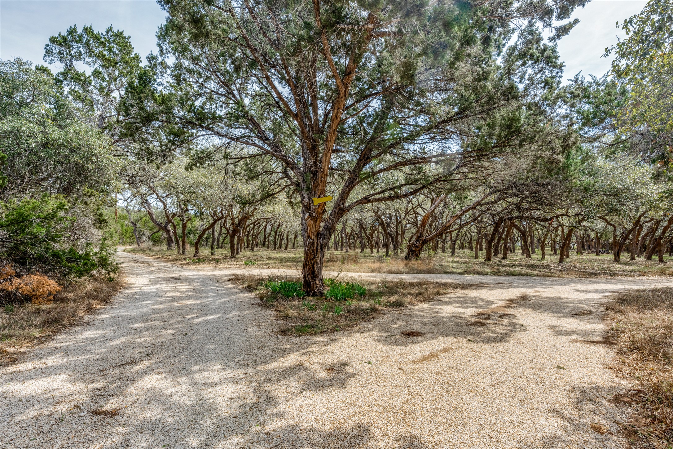 34970 Smithson Valley Road Bulverde, TX 78163 - Photo 29 of 36 a view of a yard with large trees