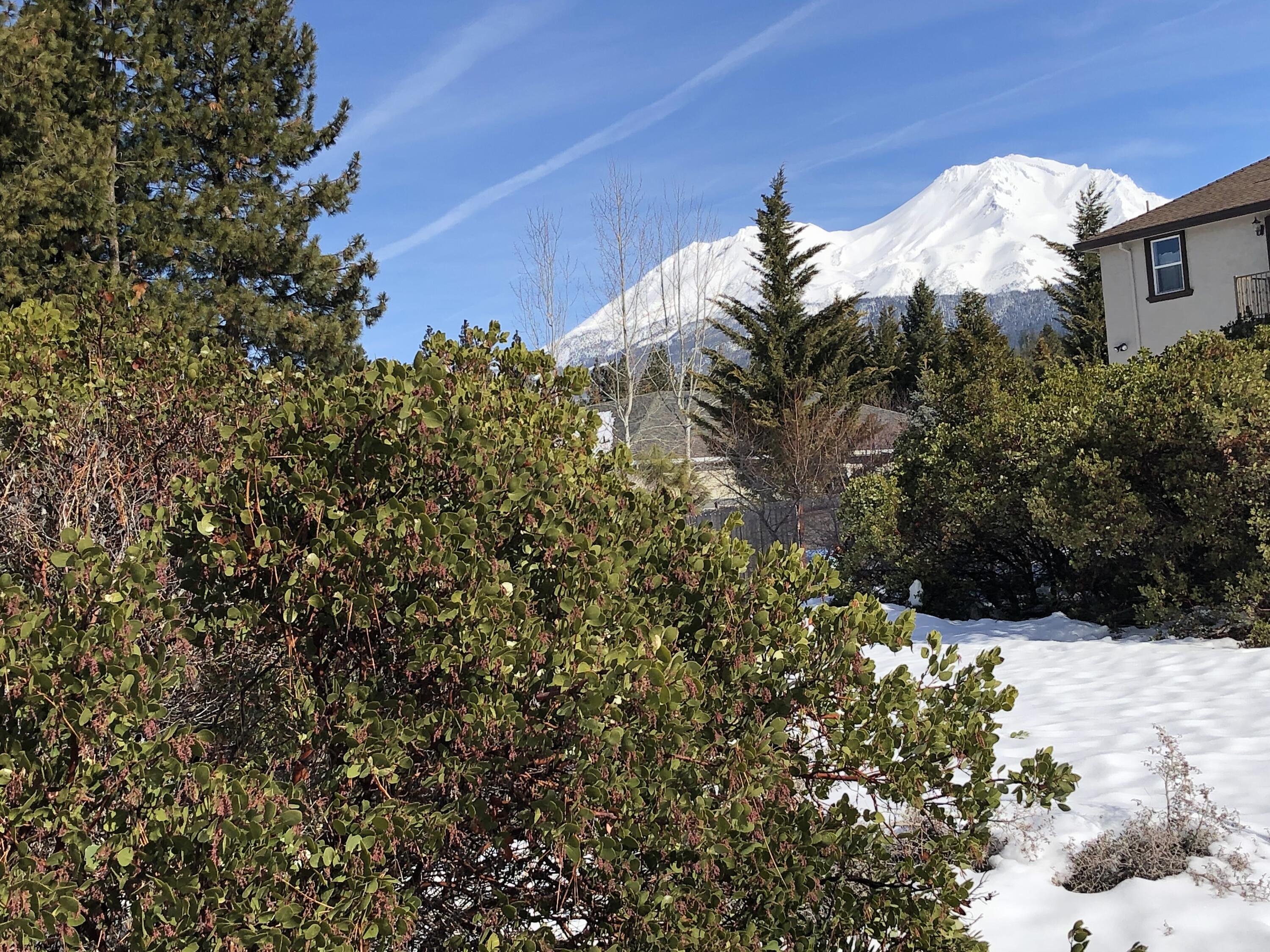 View of Mt. Shasta