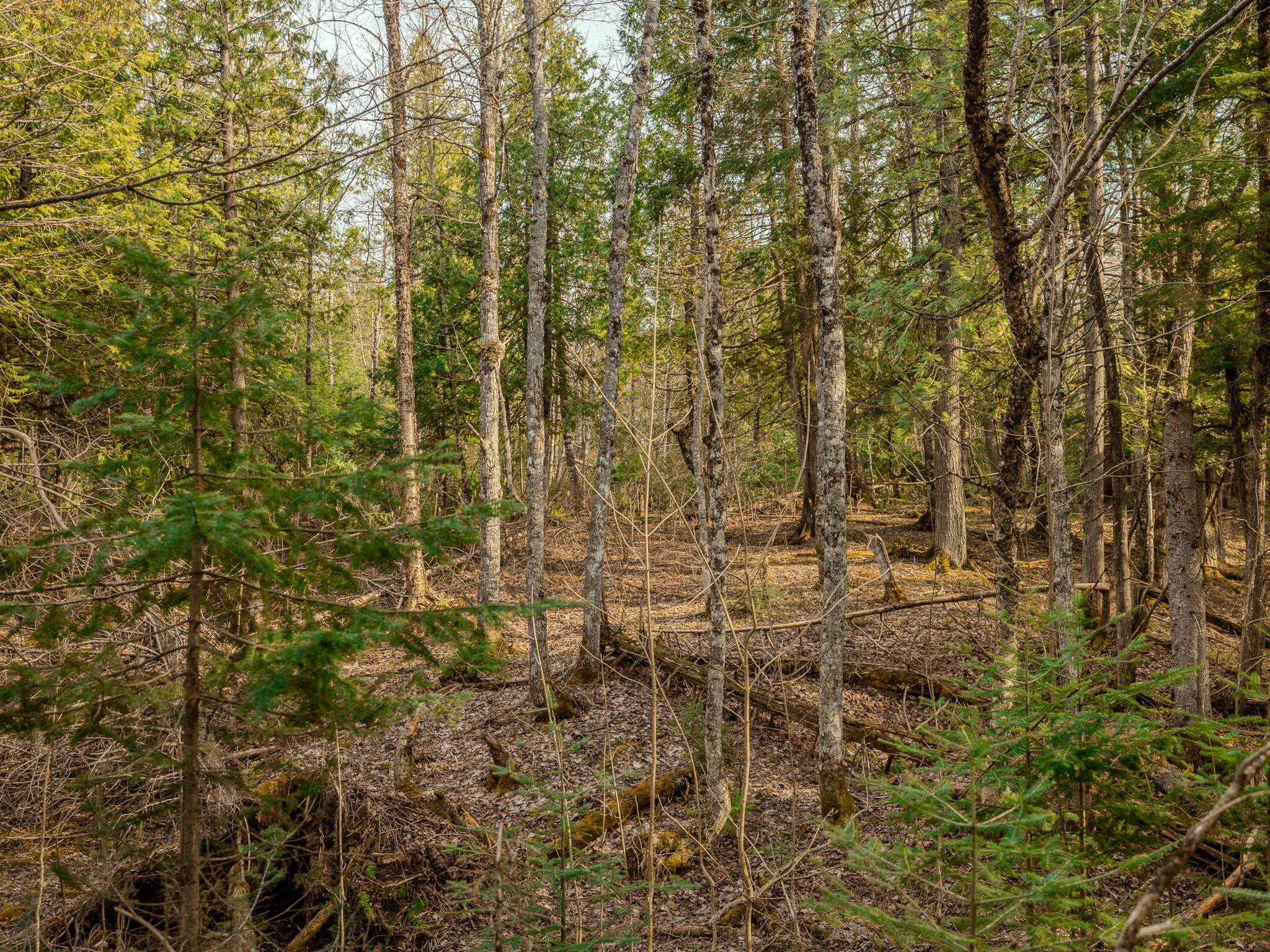 Lot 9 Horoscope Road Pelkie, MI 49958 - Photo 10 of 12 048A2207-HDR