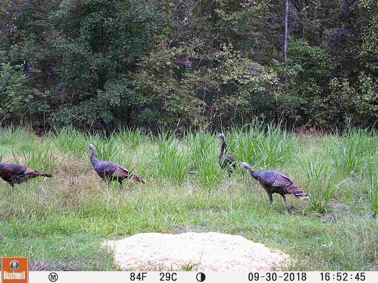 0 Eastern Road Pickens, MS 39146 - Photo 30 of 47 Photo 33