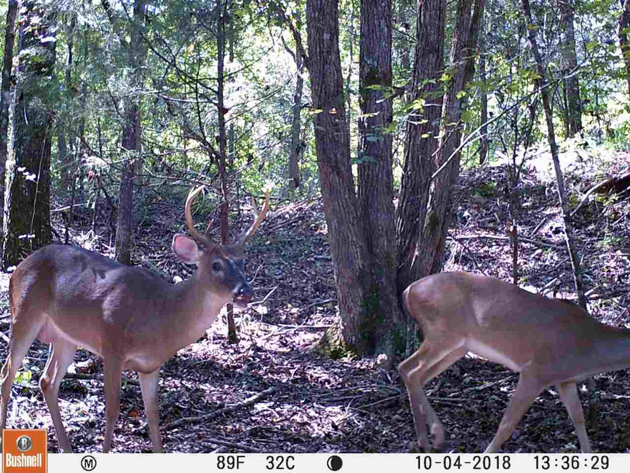 0 Eastern Road Pickens, MS 39146 - Photo 31 of 47 Photo 34