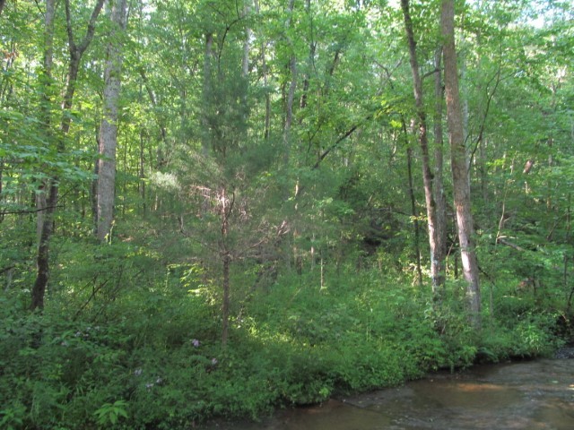 425 Napier Road Hohenwald, TN 38462 - Photo 5 of 5 Gallery Image 5