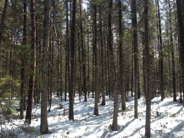 On Crystal Lake Road Watersmeet, MI 49969 - Photo 1 of 13 Gallery Image 1