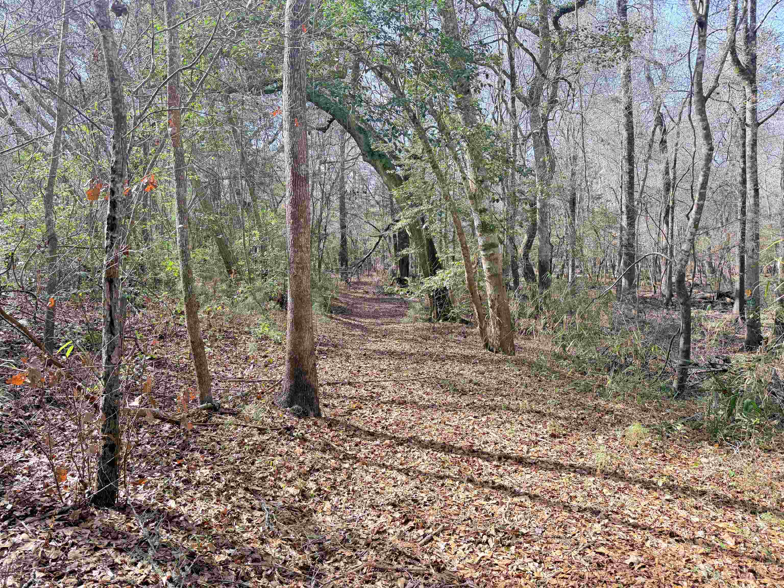 9 Longs Sc 29568 Longs, SC 29568 - Photo 14 of 17