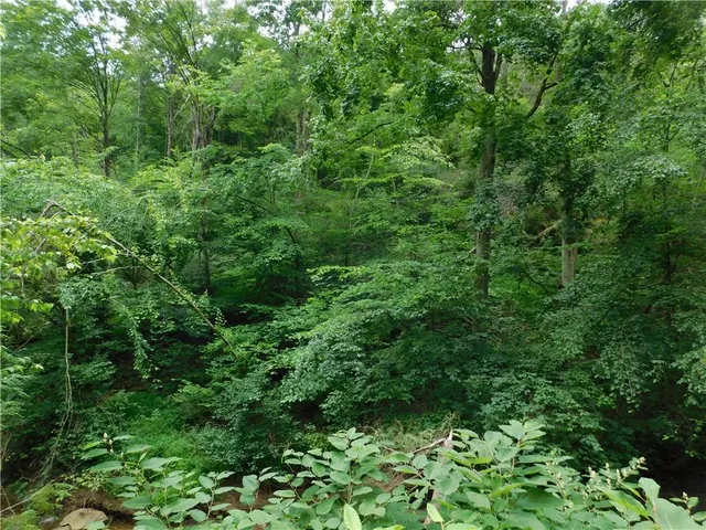 a view of a lush green forest