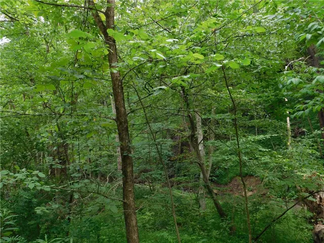 a view of a lush green forest