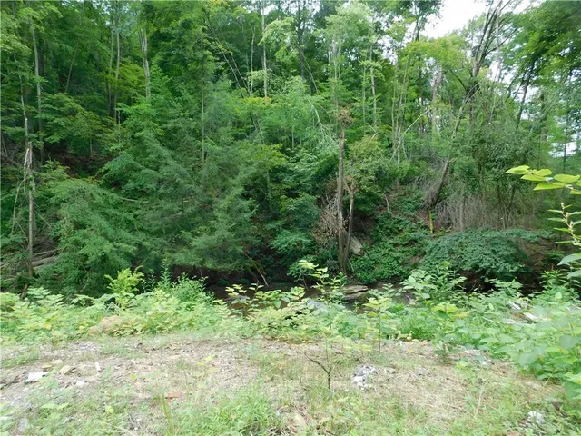 a view of a lush green forest