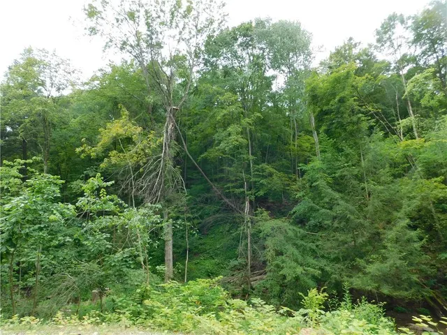a view of a lush green forest