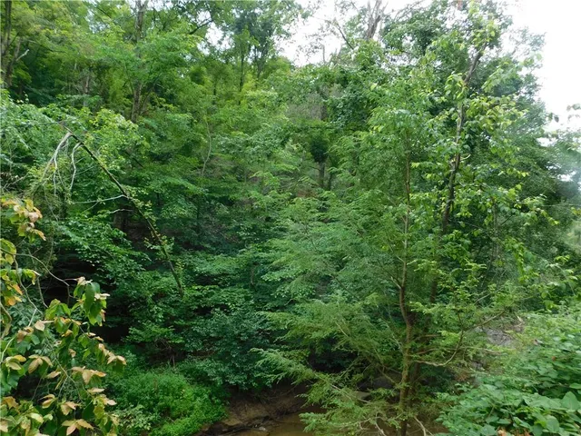 a view of a lush green forest