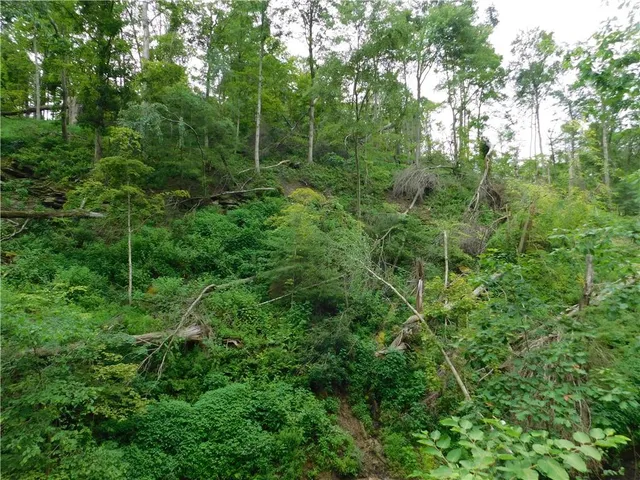 a view of a lush green forest