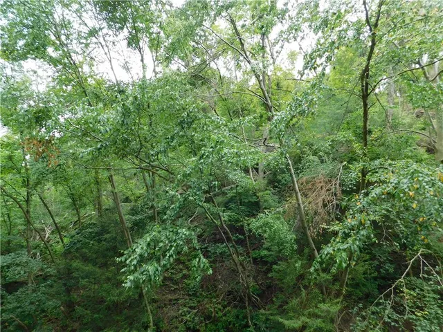 a view of a lush green forest