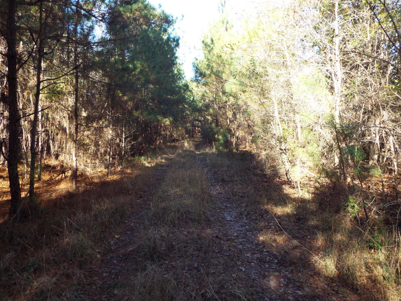 0 Red Bank Walterboro, SC 29488 - Photo 11 of 11 0 jeff 16