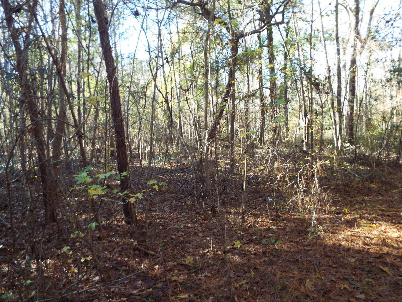 0 Red Bank Walterboro, SC 29488 - Photo 8 of 11 0 jeff 13