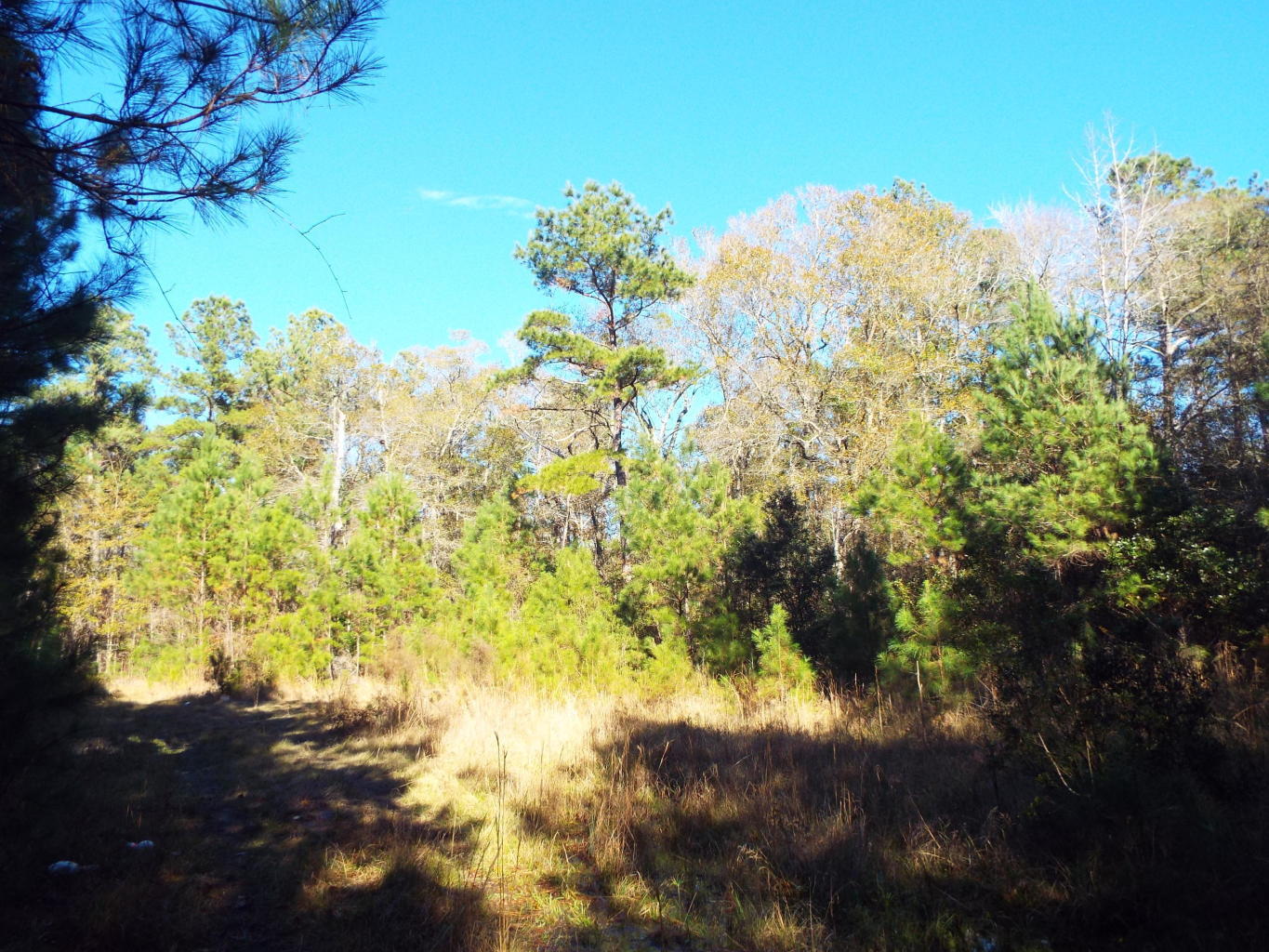0 Red Bank Walterboro, SC 29488 - Photo 10 of 11 0 jeff 15