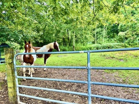 2339 Finley Beech Road Lewisburg, TN 37091 - Photo 29 of 29 Gallery Image 29