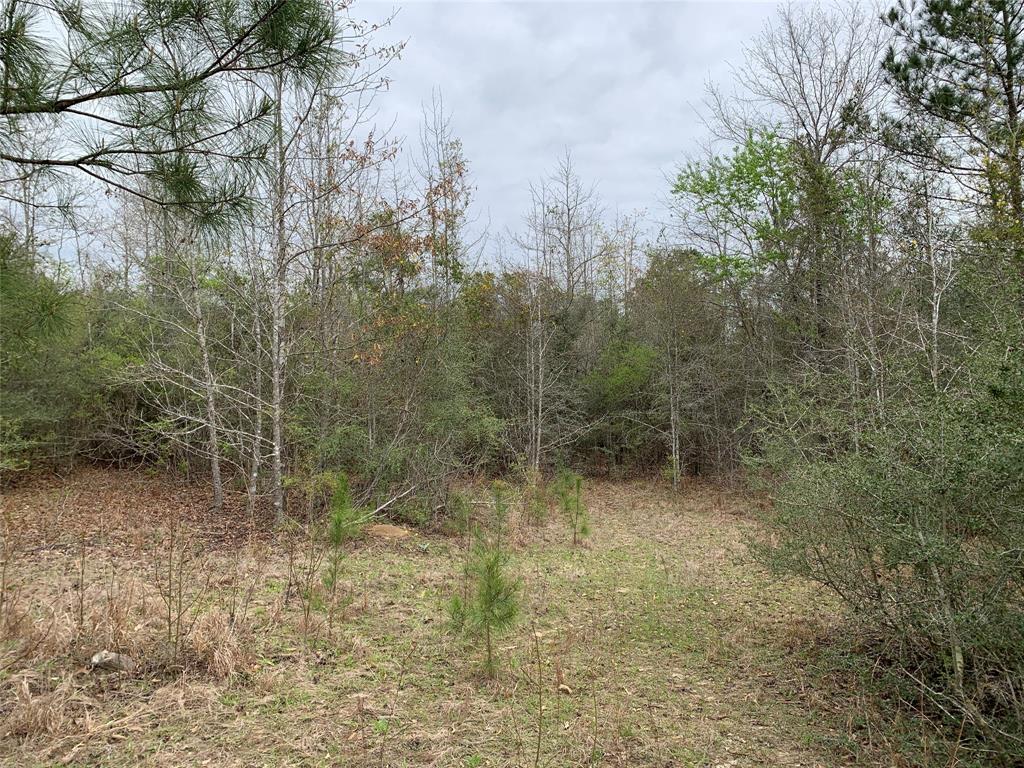 0 Sikes Orchard Road Jamestown, LA 71045 - Photo 4 of 5