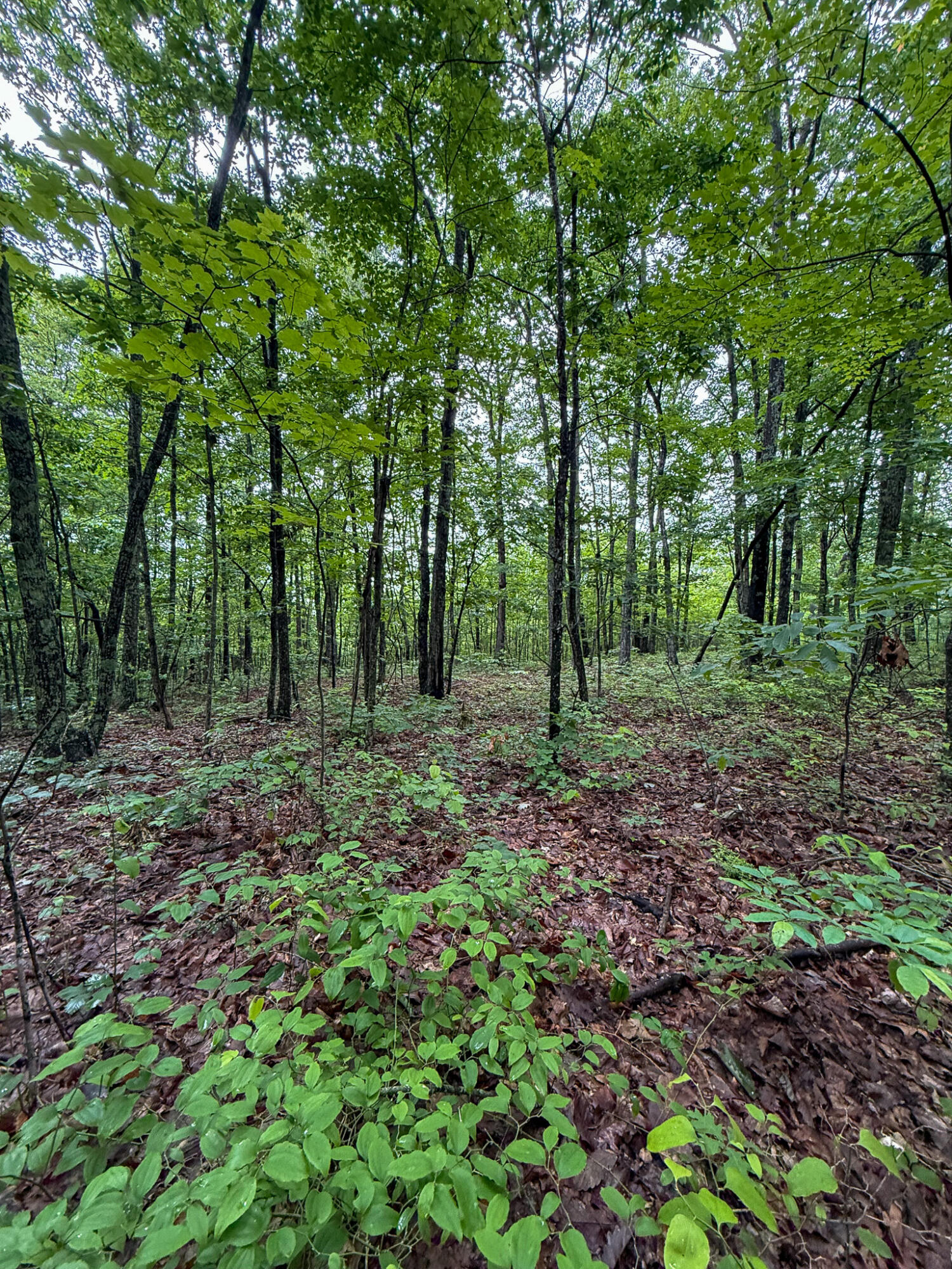 0 Cooper Ridge Road Wallingford, KY 41093 - Photo 9 of 16 Mature woodland setting with established trees and diverse undergrowth