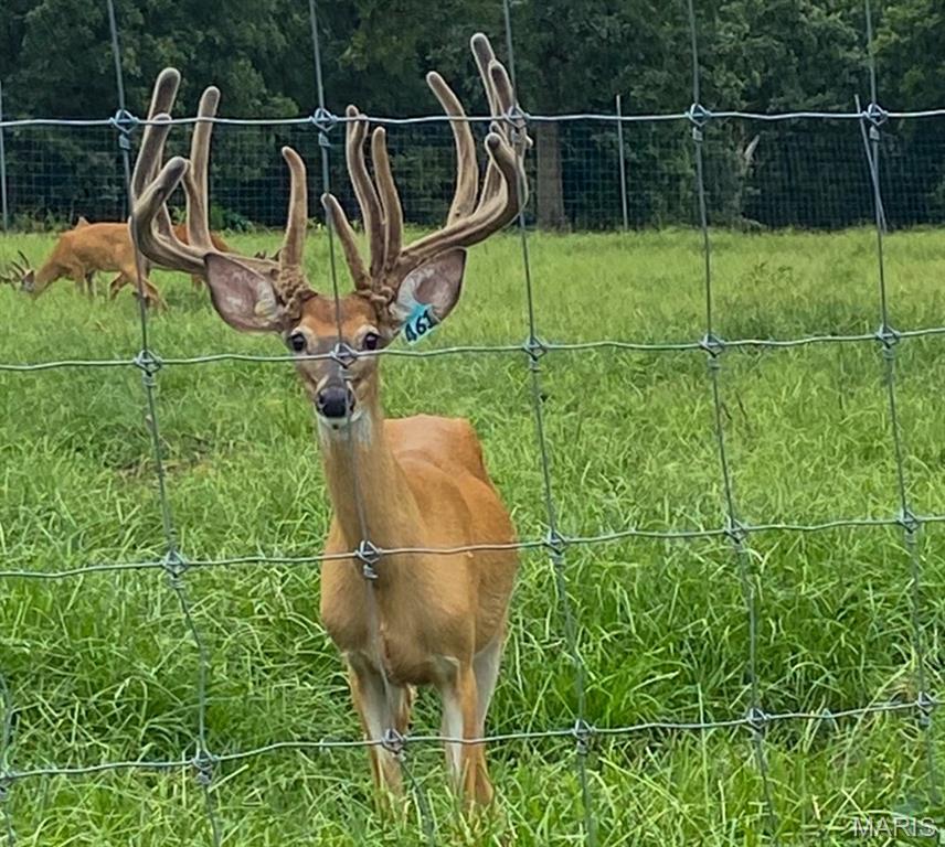 805 Vineyard Lake Road Bismarck, MO 63624 - Photo 49 of 64