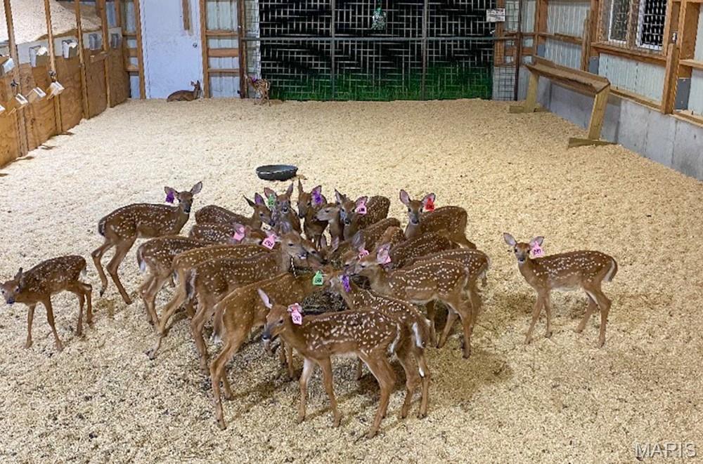 805 Vineyard Lake Road Bismarck, MO 63624 - Photo 50 of 64