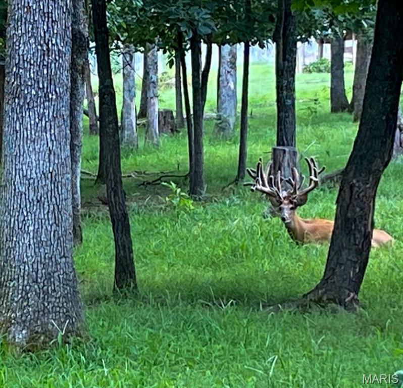 805 Vineyard Lake Road Bismarck, MO 63624 - Photo 51 of 64