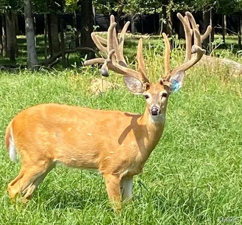 $6,300,000 | 805 Vineyard Lake Road, Bismarck, MO 63624