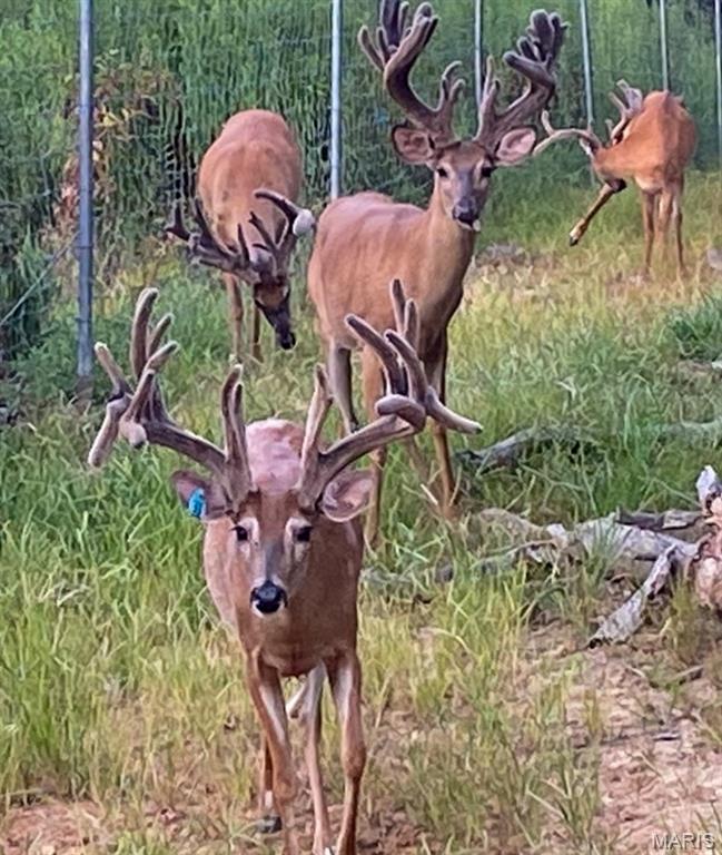 805 Vineyard Lake Road Bismarck, MO 63624 - Photo 55 of 64