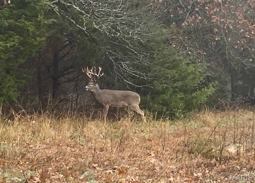 805 Vineyard Lake Road Bismarck, MO 63624 - Photo 56 of 64